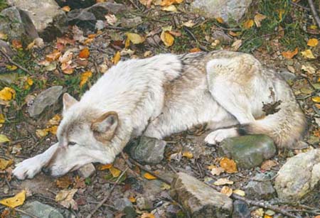 Reproductions of Carl Brenders Paintings Fall Guy,The-wolf Reproductions of Carl Brenders Paintings Fall Guy,The-wolf